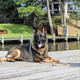 Dog laying on wooden dock at lake