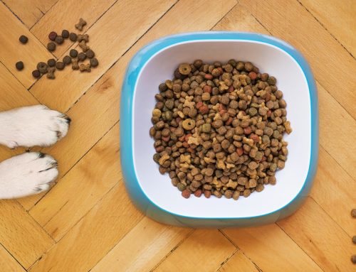 How Changing Food Can Improve your Dog’s Mood