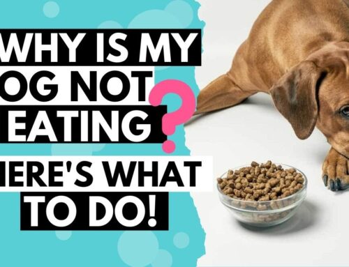 Why Won’t My Dog Eat?