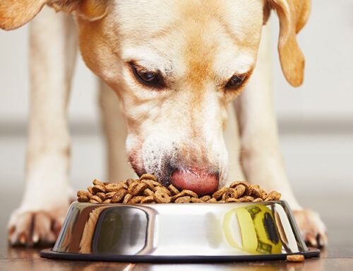 Why Different Dogs Require Different Diets